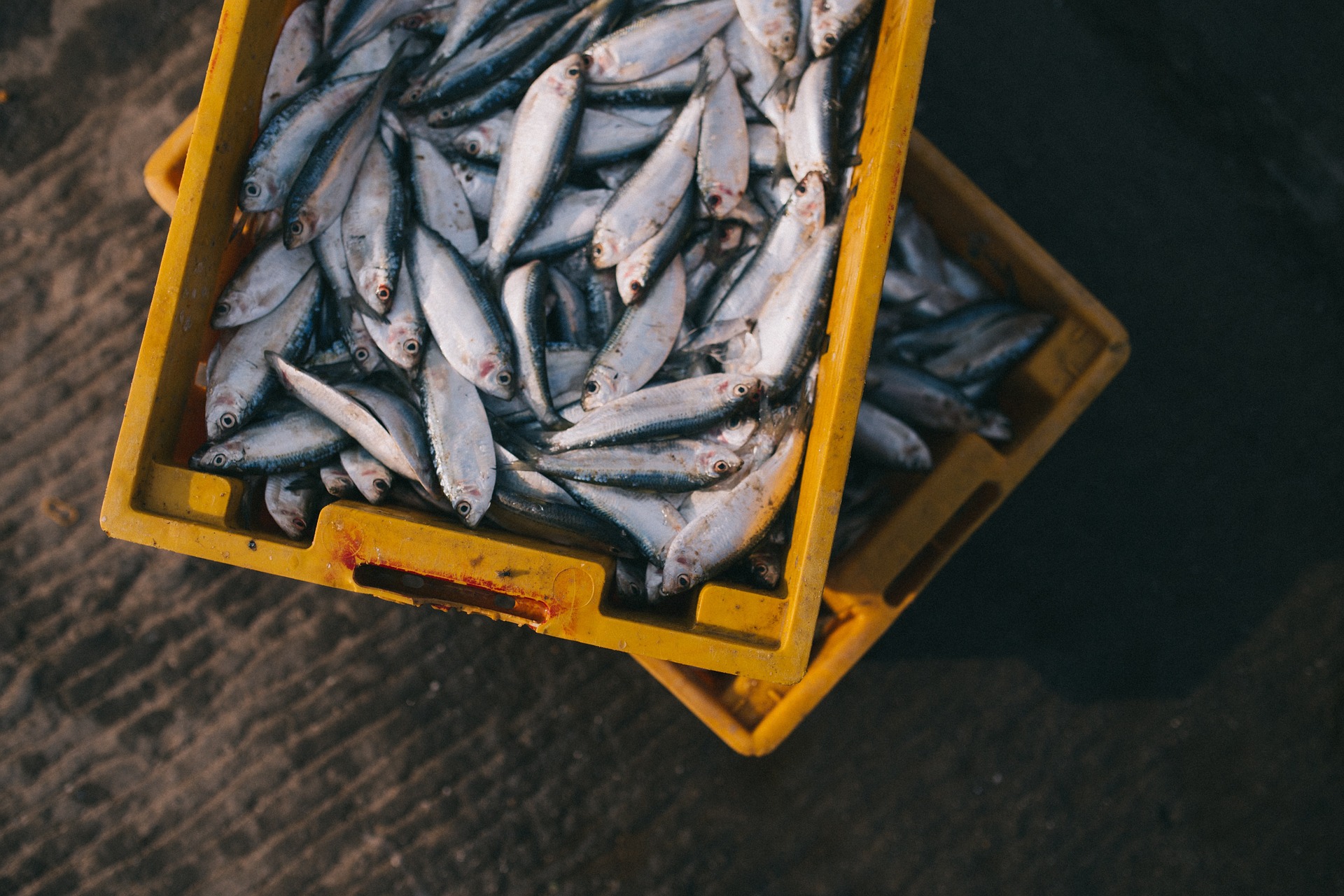 seafood food safety