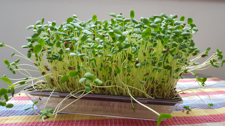 homegrown sprouts 