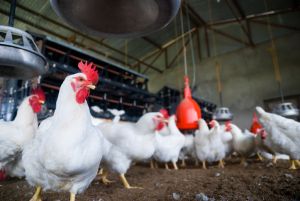 Poultry Farm