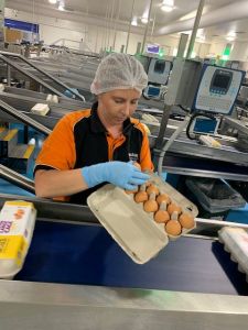 McLeans Farms - eggs checking